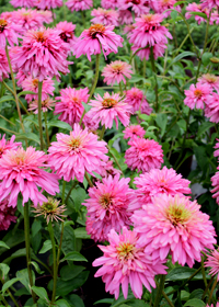 Echinacea 'Transformation'